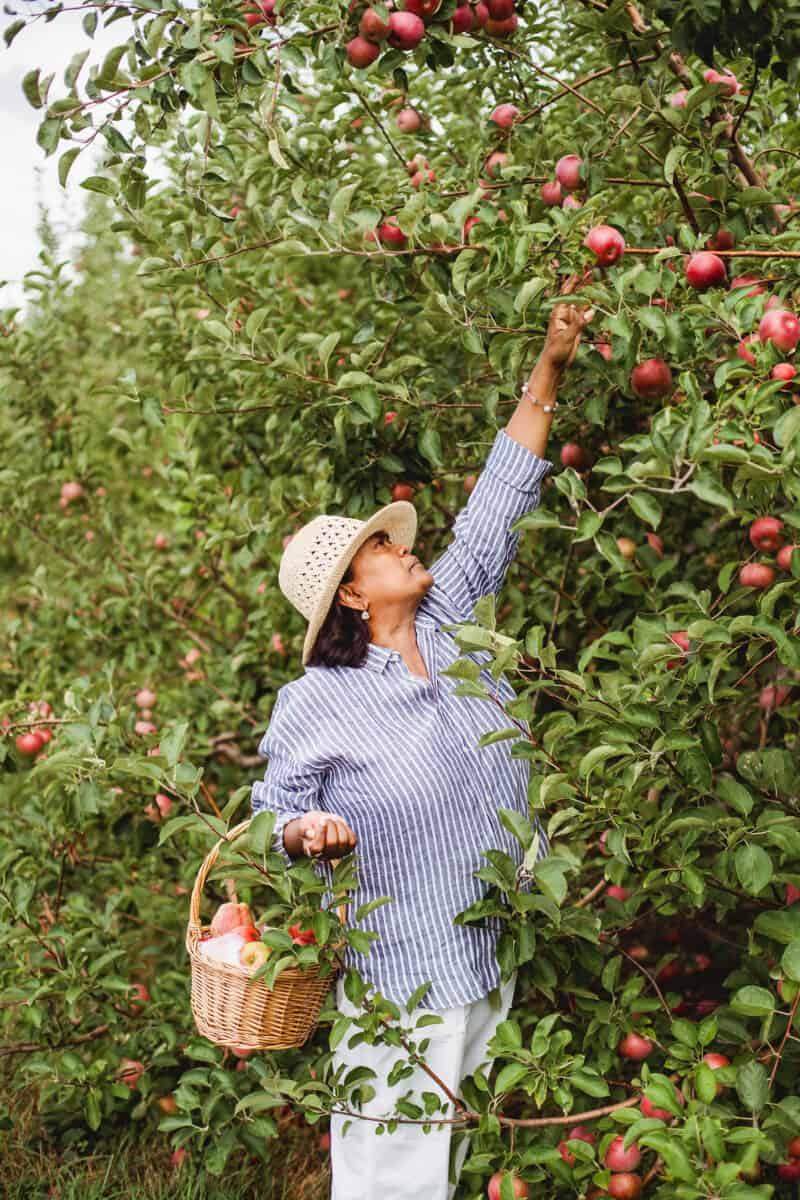 Frau pflückt Äpfel von einem Baum in einer Obstwiese
